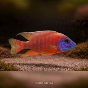 CICL AULONOCARA RED FLASH*  MD                 (A)