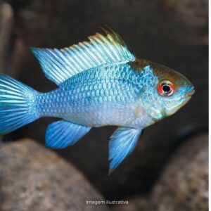 CICL RAMIREZI ELETRIC BLUE MTZ