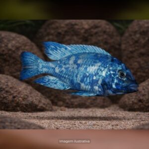PLACIDOCHROMIS PHENOCHILUS