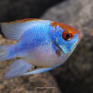 CICL RAMIREZI ELETRIC BLUE BALAO*   (A)