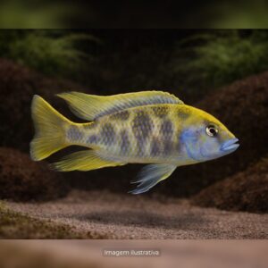 CICL HAPLOC VENUSTOS* MG  ph-8.0   (A)