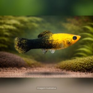 MOLINESIA GOLD BLACK (A)