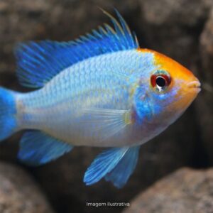 CICL RAMIREZI ELETRIC BLUE KOI