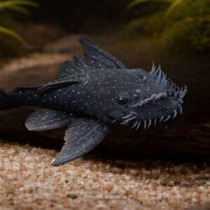 CASCUDO ANCISTRUS BRILHANTE L-107