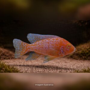 CICL AULONOCARA STRAWBERRY ALBINA