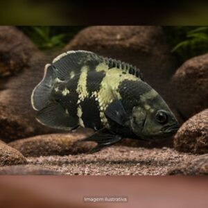 OSCAR BUMBLEBEE MD