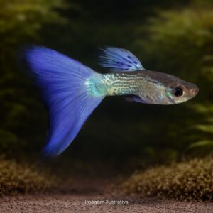 LEBISTE JAPAN BLUE MACHO