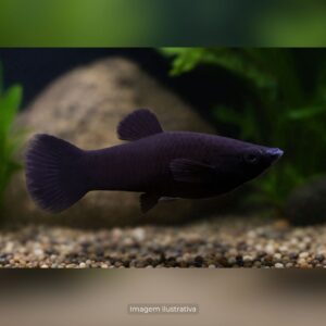 MOLINESIA PRETA* ph-7.2                        (A)