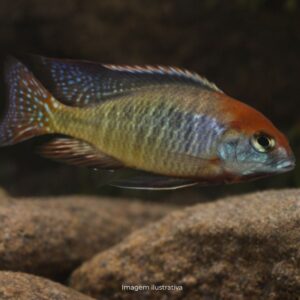 LETHRINOPS RED CAP