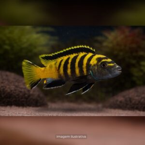 CICL PSEUDOTROPHEUS FLAVUS