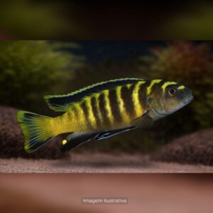 CICL PSEUDOTROPHEUS FLAVUS MG