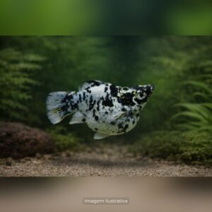 MOLINESIA BALAO DALMATA TIPO - A