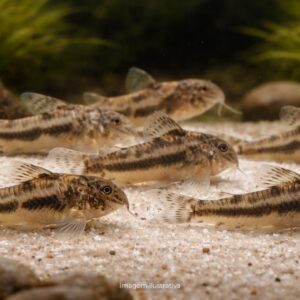 ASPIDORAS RAIMUNDI