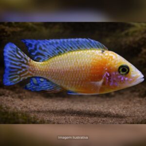 CICL AULONOCARA FIREFISH GOLD