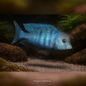 CICL CYRTOCARA MOORI (GOLFINHO)*      (A)