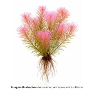 PLANTA ROTALA WALLICHI