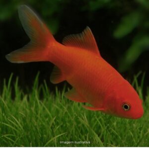 KINGUIO COMETA VERMELHO MD* ph-7.2             (A)