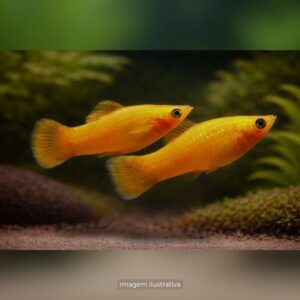 MOLINESIA TANGERINA* ph-7.2                    (A)