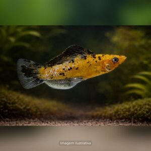 MOLINESIA TIGRE* ph-7.2                       (A)