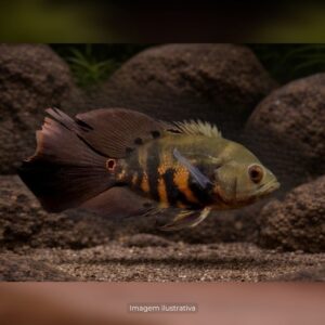 OSCAR TIGRE VEU PQ ph-7.0                     (A)
