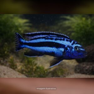 CICL MELAN AURATUS MAINGANO* ph-8.0            (A)