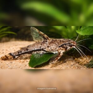 AMBLYDORA  (RECO RECO)*