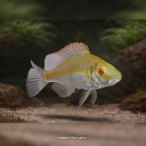 CICL HAPLOC COMPRESSICEPS ALBINO ph-8.0*     (A)