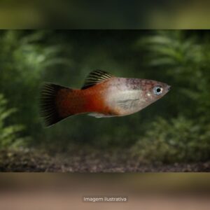PLATI TRICOLOR* ph-7.2                         (A)