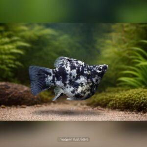MOLINESIA BALAO DALMATA* ph-7.2                (A)