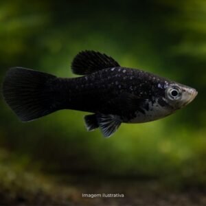 PLATI NEGRO (SETA)*                            (A)