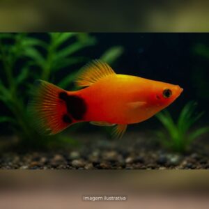 PLATI AURORA* ph-7.2                           (A)