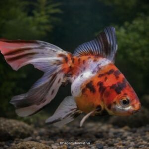 KINGUIO CALICO MD* ph-7.2                      (A)