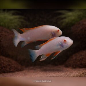 CICL LABEO TREWAVASAE ALBINO* ph-8.0        (A)