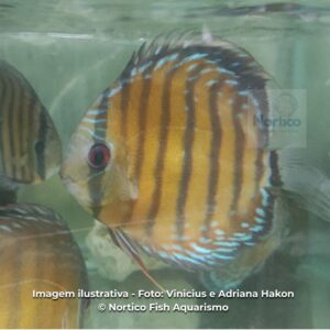 DISCO AZUL MD (SELVAGEM) ph-6.6                (E)