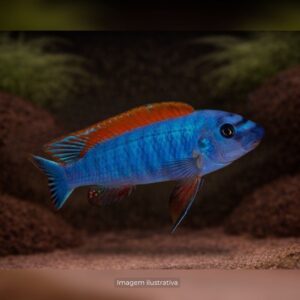 CICL LABEO TREWAVASAE RED TOP* ph-8.0          (A)