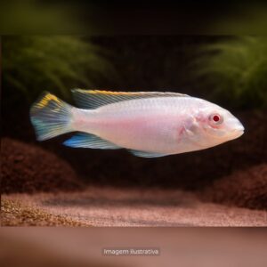 CICL KRIBENSIS ALBINO MG                 (A)