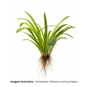 PLANTA SAGITARIA GRAMINEA*