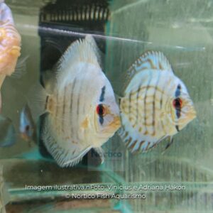 DISCO AZUL TURQUESA M/G PH-6.8                 (A)