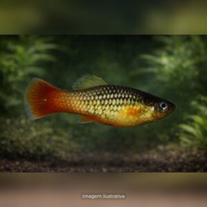 PLATI VARIATUS*                                (A)
