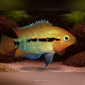 CICL HEROTILAPHIA RAINBOW                      (A)