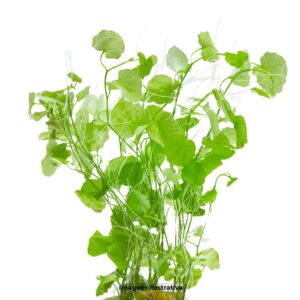 PL /VASO CARDAMINE LYRATA