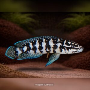CICL JULID TRANSCRIPTUS ph-8.0                (A)