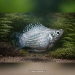 MOLINESIA BALAO PRATA* ph-7.2                  (A)