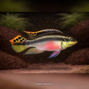 CICL KRIBENSIS MD ph-8.0*                     (A)