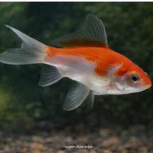 KINGUIO COMETA CALICO PQ* ph7.2                (A)