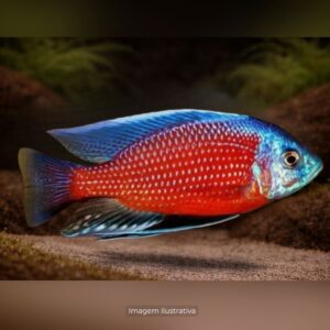 CICL HAPLOC KANDANGO* ph-8.0                   (A)