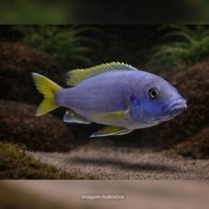 CICL GEPHYROCHROMIS MOORI* ph-8.0              (A)