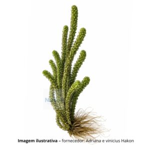 PL /VASO ELODEA AFRICANA*