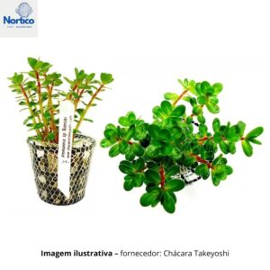 Amannia sp. Bonsai