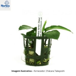 Anubias barteri Nana-Petite